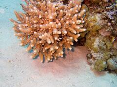 DSCF8458 koral a cernobile rybky